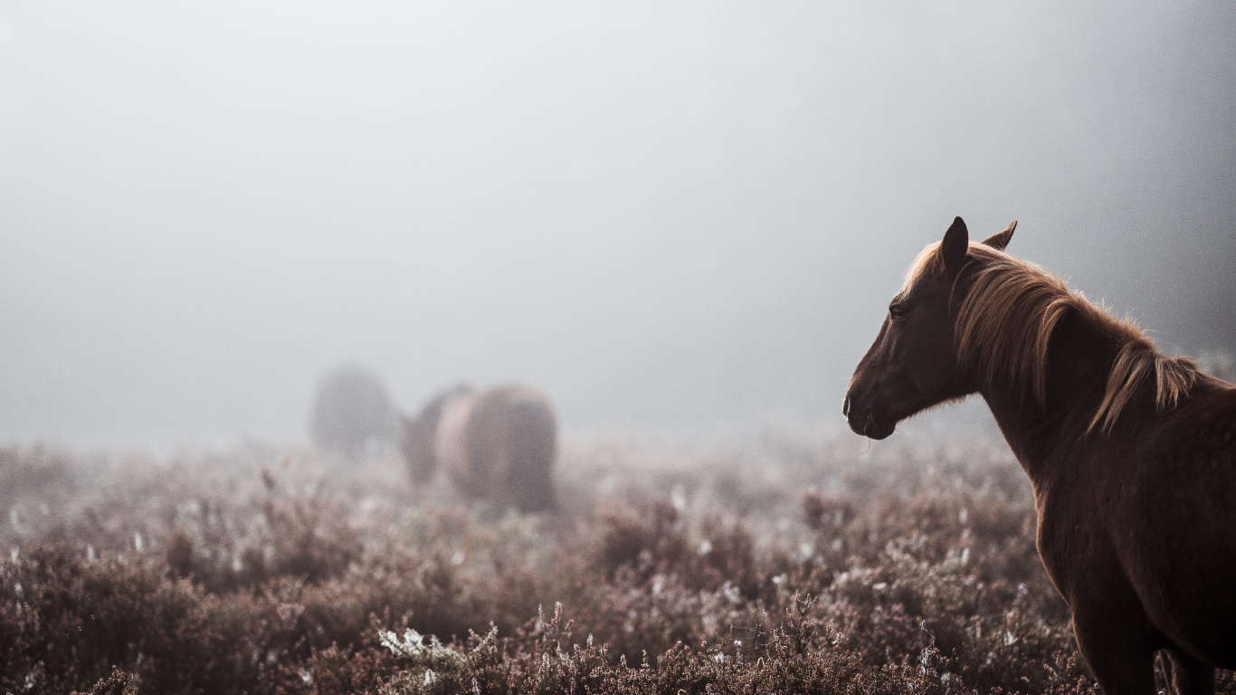 Brown Horse on Brown Grass Field During Daytime. Wallpaper in 1366x768 Resolution