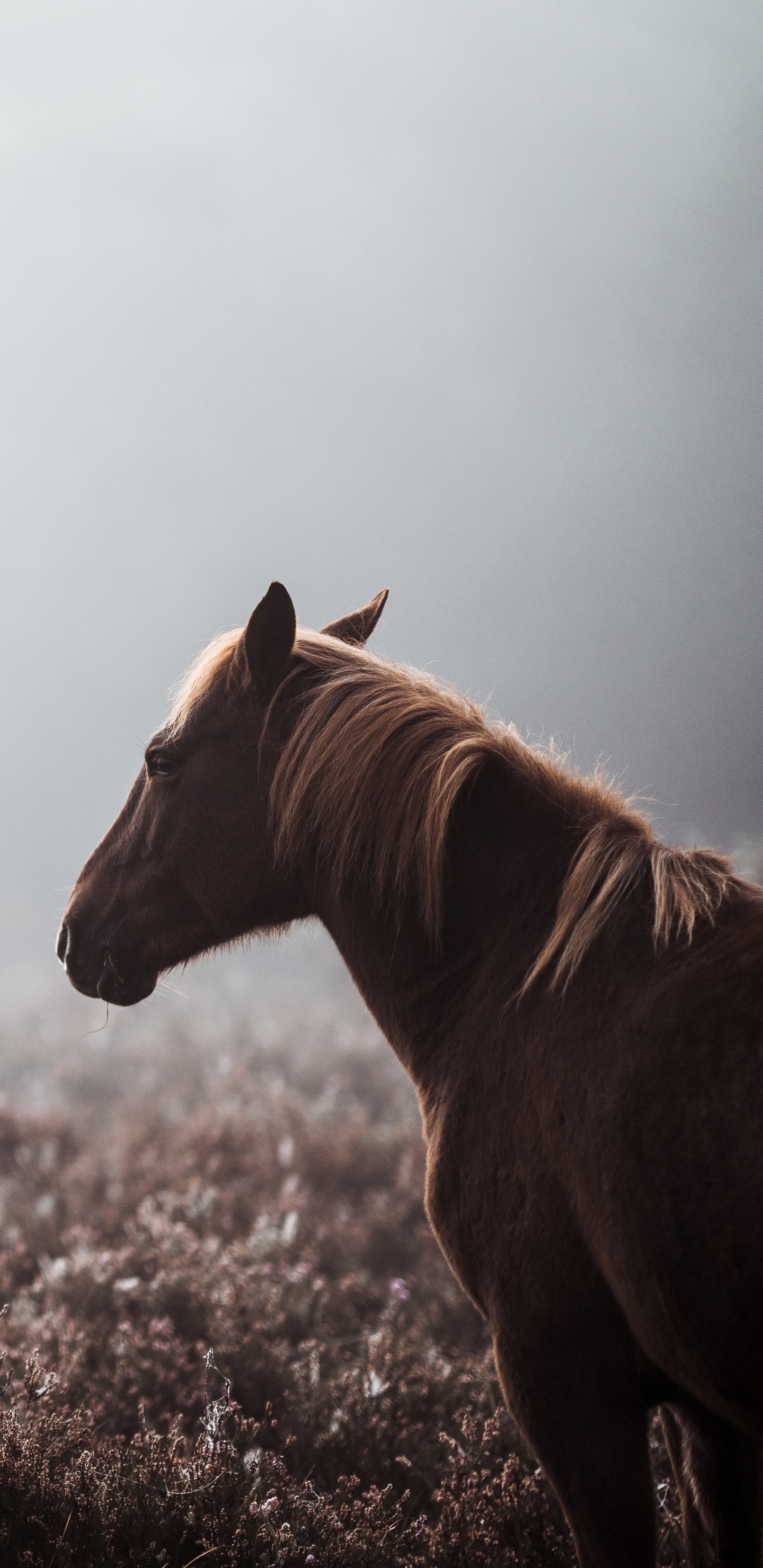 Brown Horse on Brown Grass Field During Daytime. Wallpaper in 1440x2960 Resolution