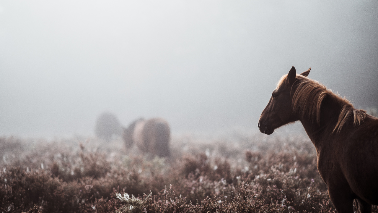 Cheval Brun Sur Terrain D'herbe Brune Pendant la Journée. Wallpaper in 1280x720 Resolution