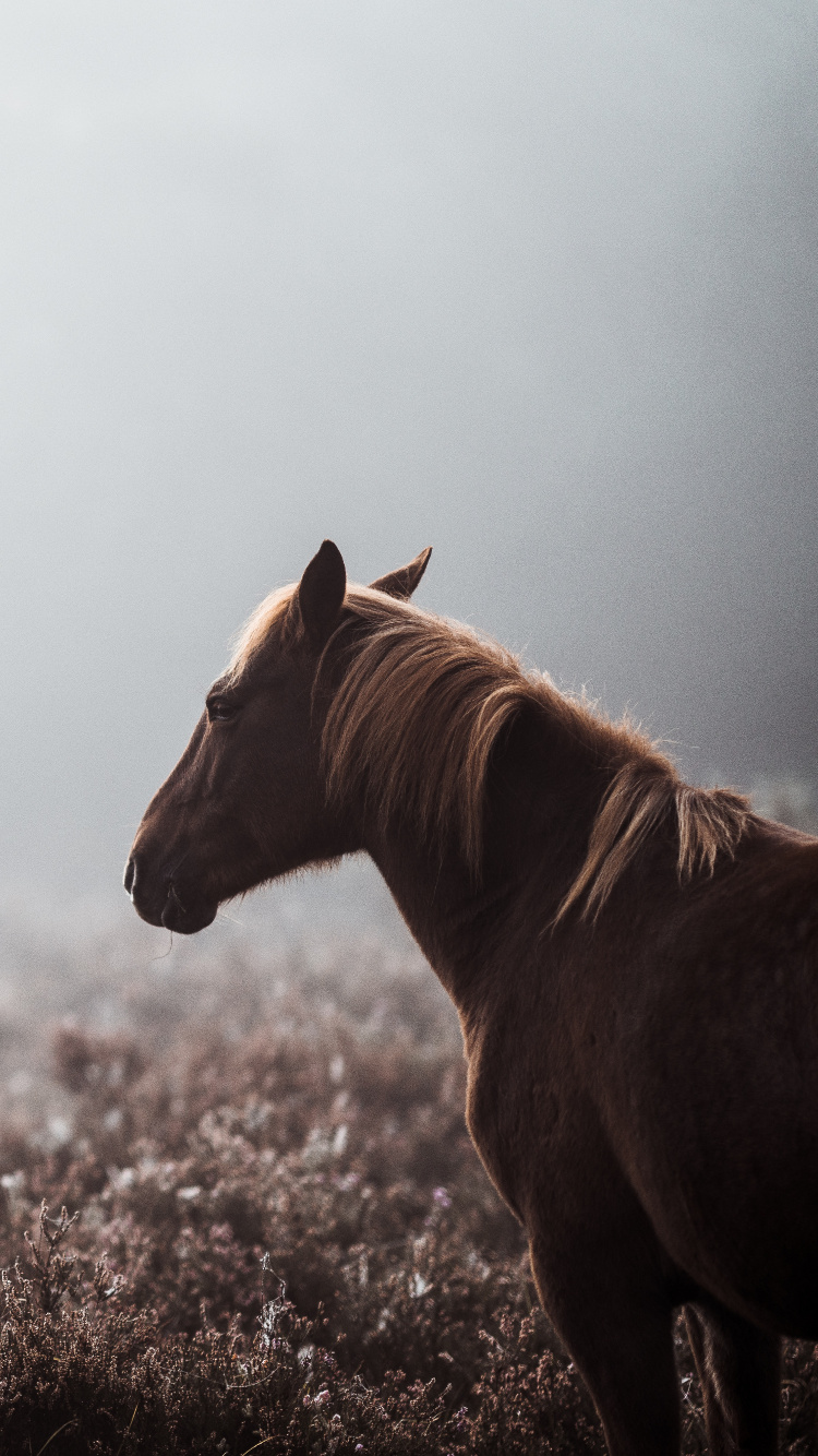 Cheval Brun Sur Terrain D'herbe Brune Pendant la Journée. Wallpaper in 750x1334 Resolution