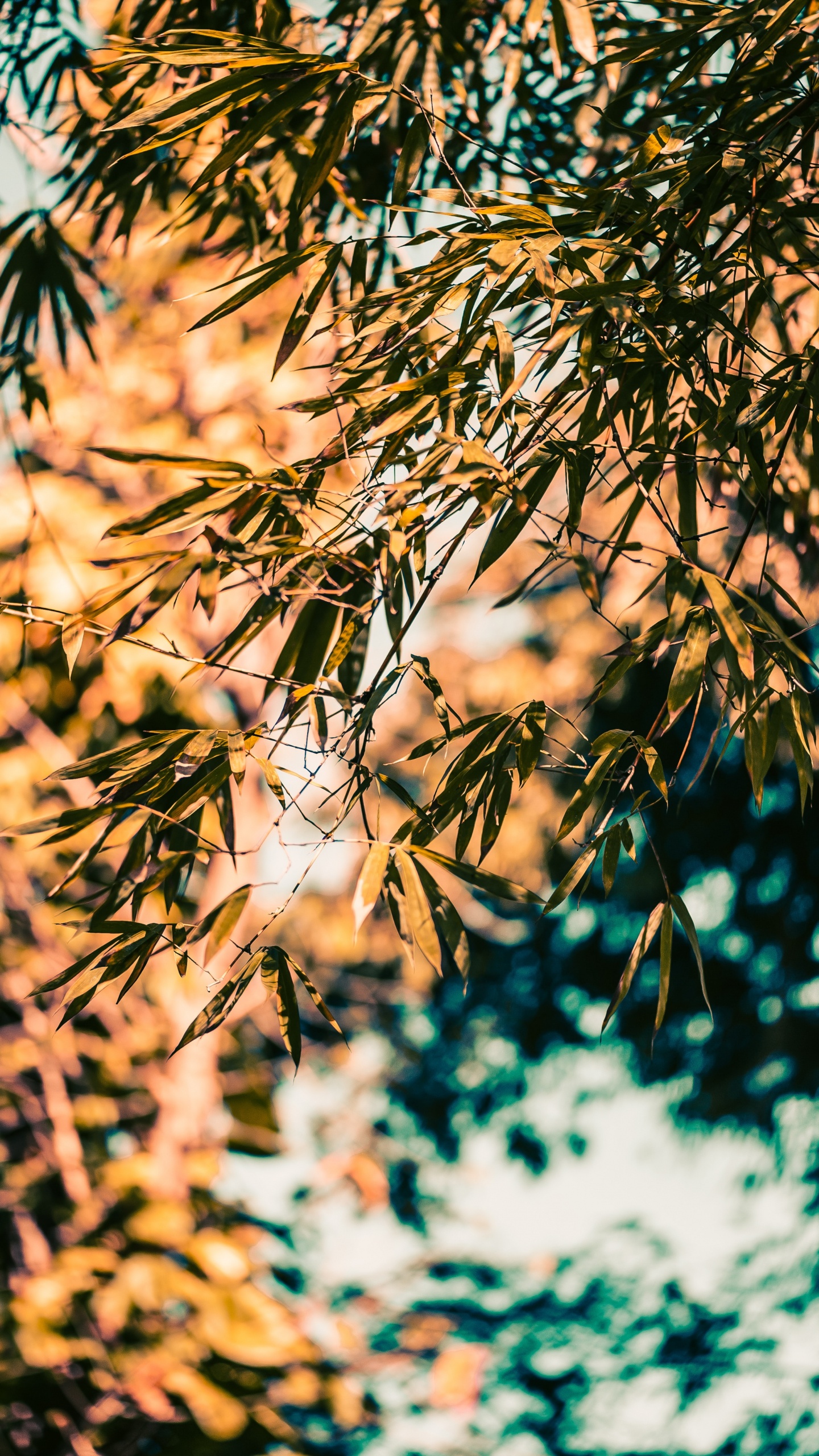 Branch, Bambus, Baum, Natur, Blatt. Wallpaper in 1440x2560 Resolution