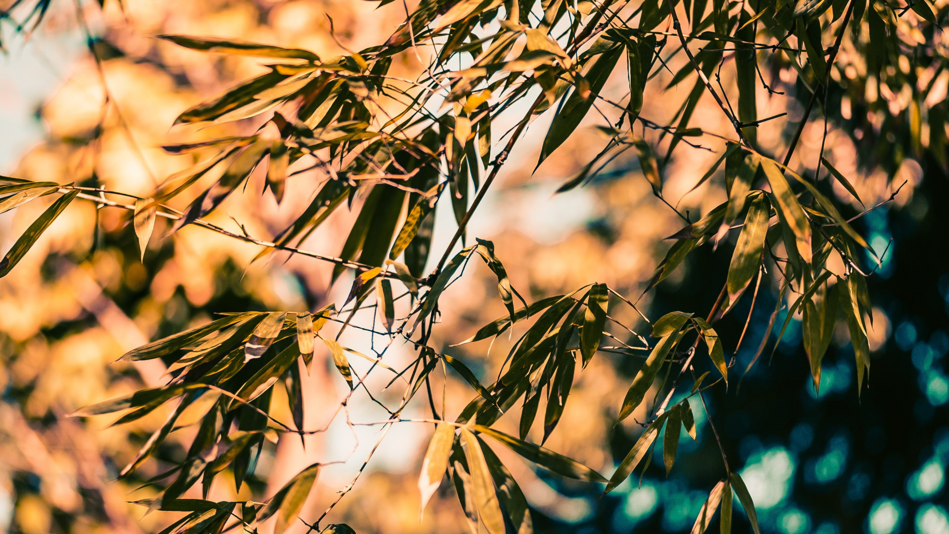 Branch, Bambus, Baum, Natur, Blatt. Wallpaper in 1920x1080 Resolution
