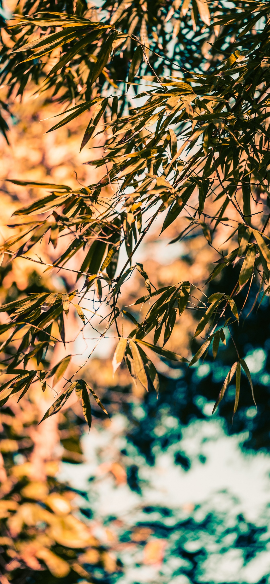 Bambou, Nature, Feuille, Végétation, Rameau. Wallpaper in 1125x2436 Resolution