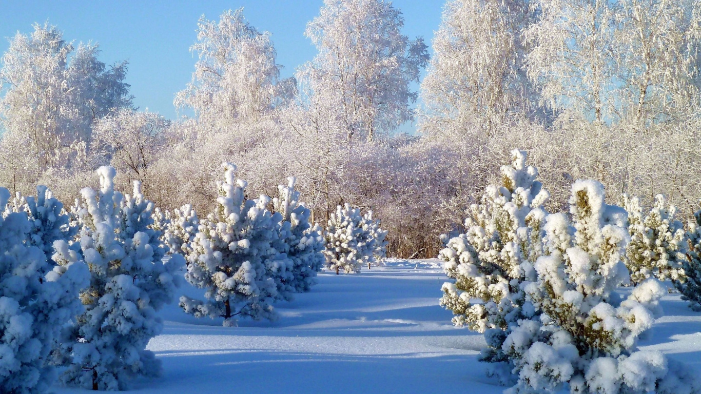 White Trees on Snow Covered Ground Under Blue Sky During Daytime. Wallpaper in 1366x768 Resolution