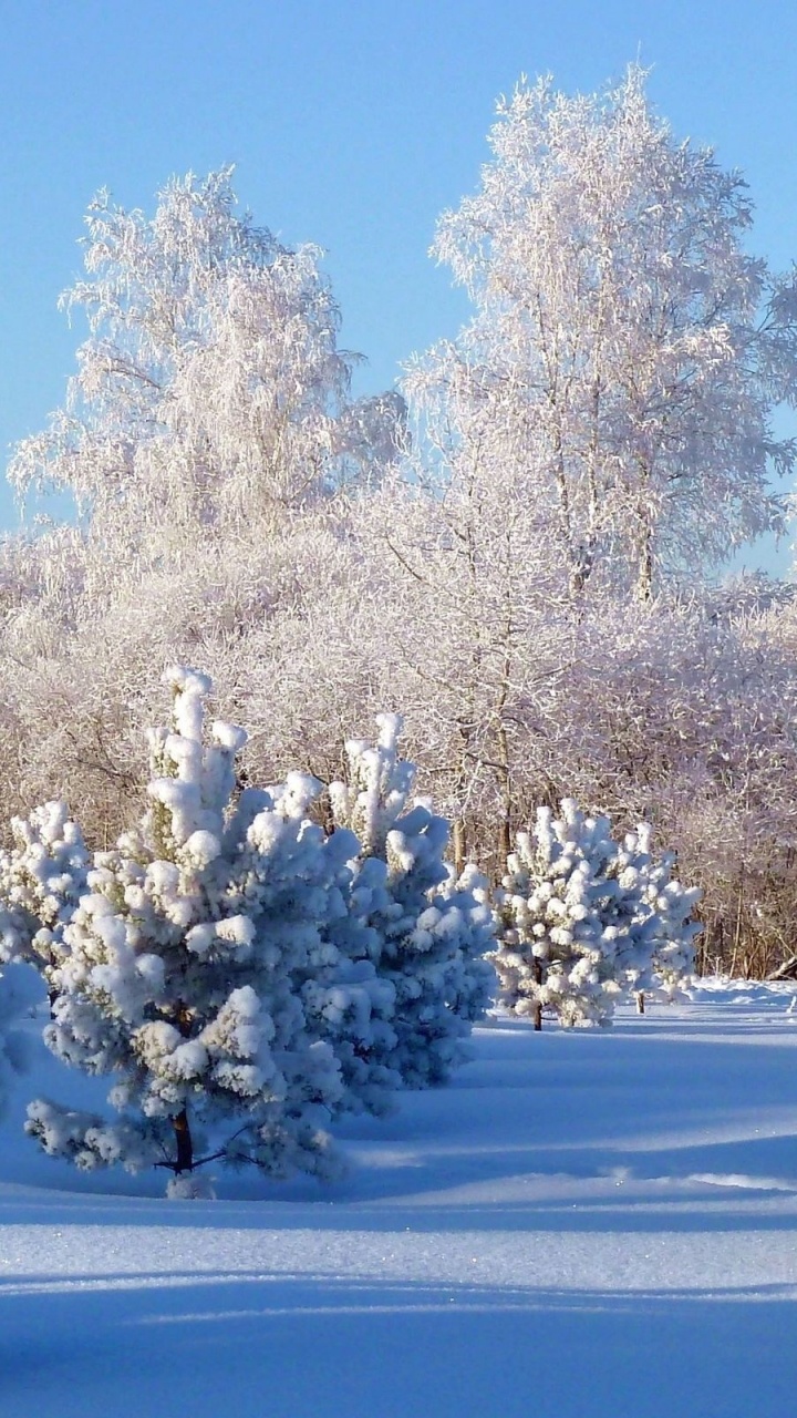 Arbres Blancs Sur Sol Couvert de Neige Sous Ciel Bleu Pendant la Journée. Wallpaper in 720x1280 Resolution