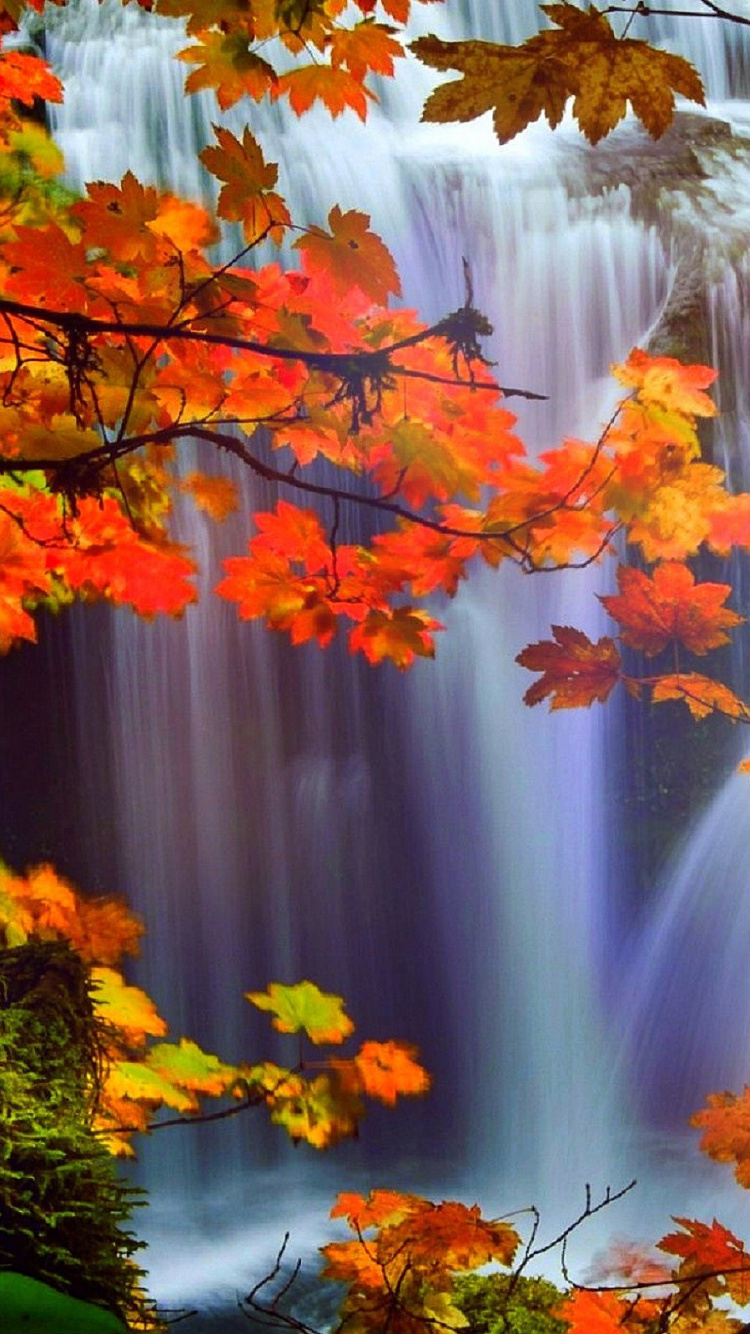 舞台布景, 性质, 落叶, 弹簧, 枫树 壁纸 750x1334 允许