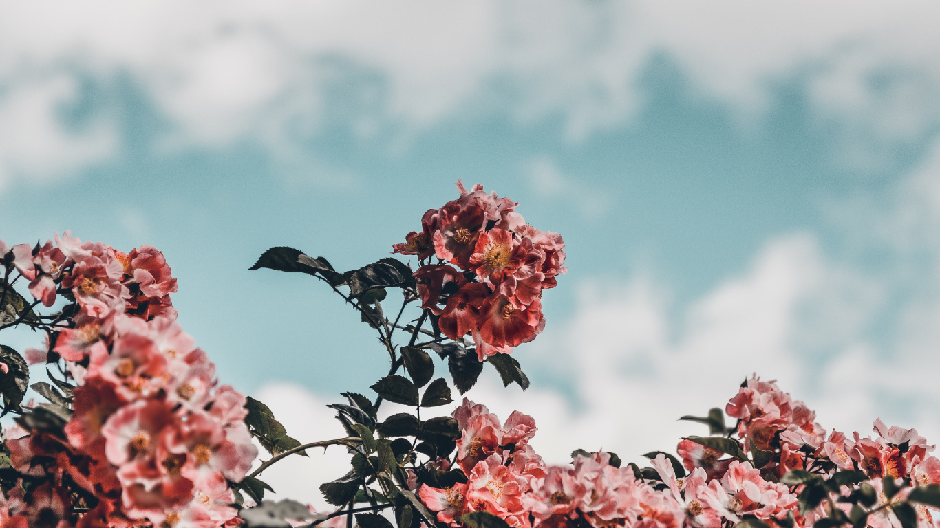 粉红色, 弹簧, 开花, 工厂, 粉红色的花朵 壁纸 1366x768 允许