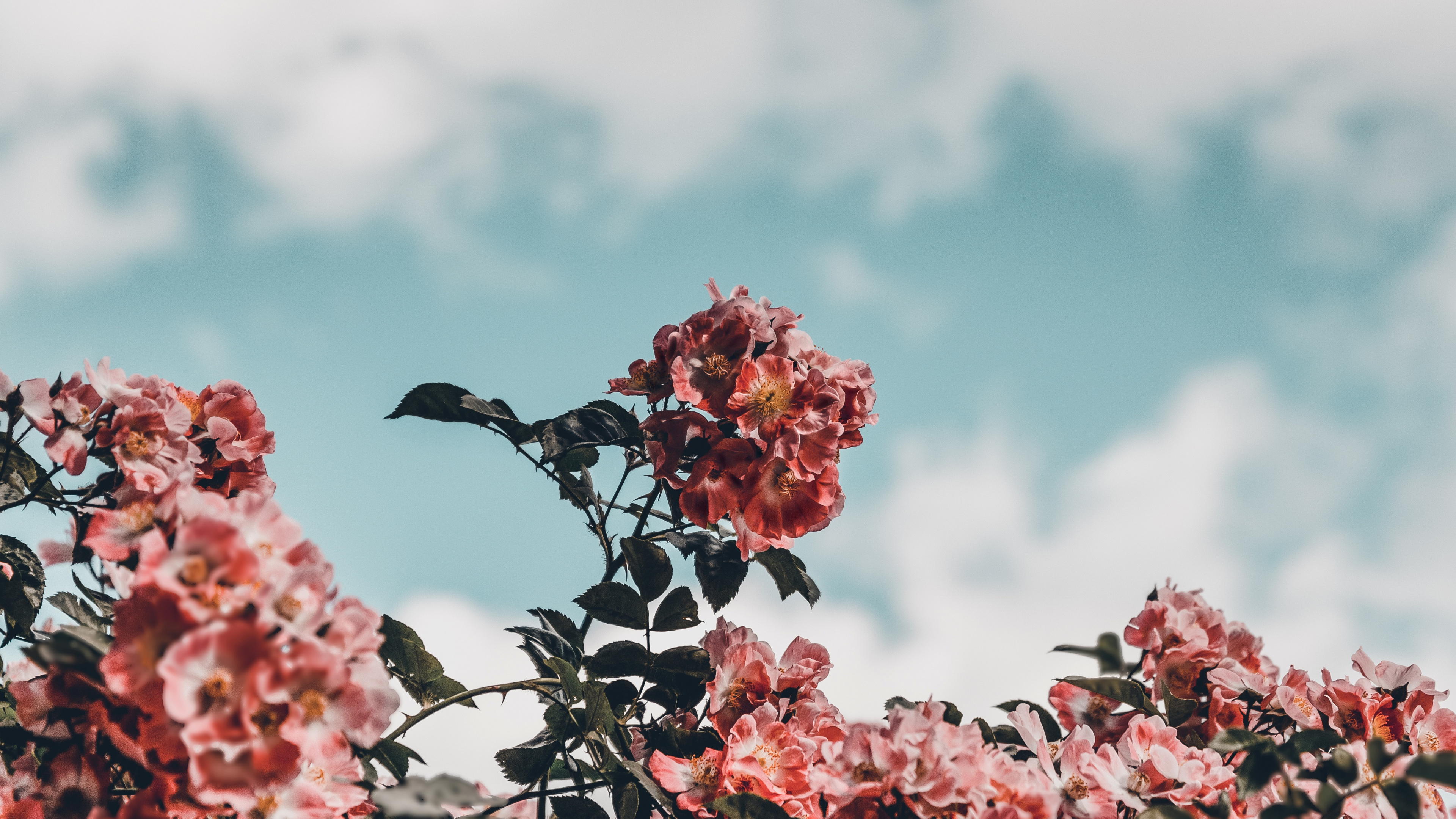 粉红色, 弹簧, 开花, 工厂, 粉红色的花朵 壁纸 3840x2160 允许