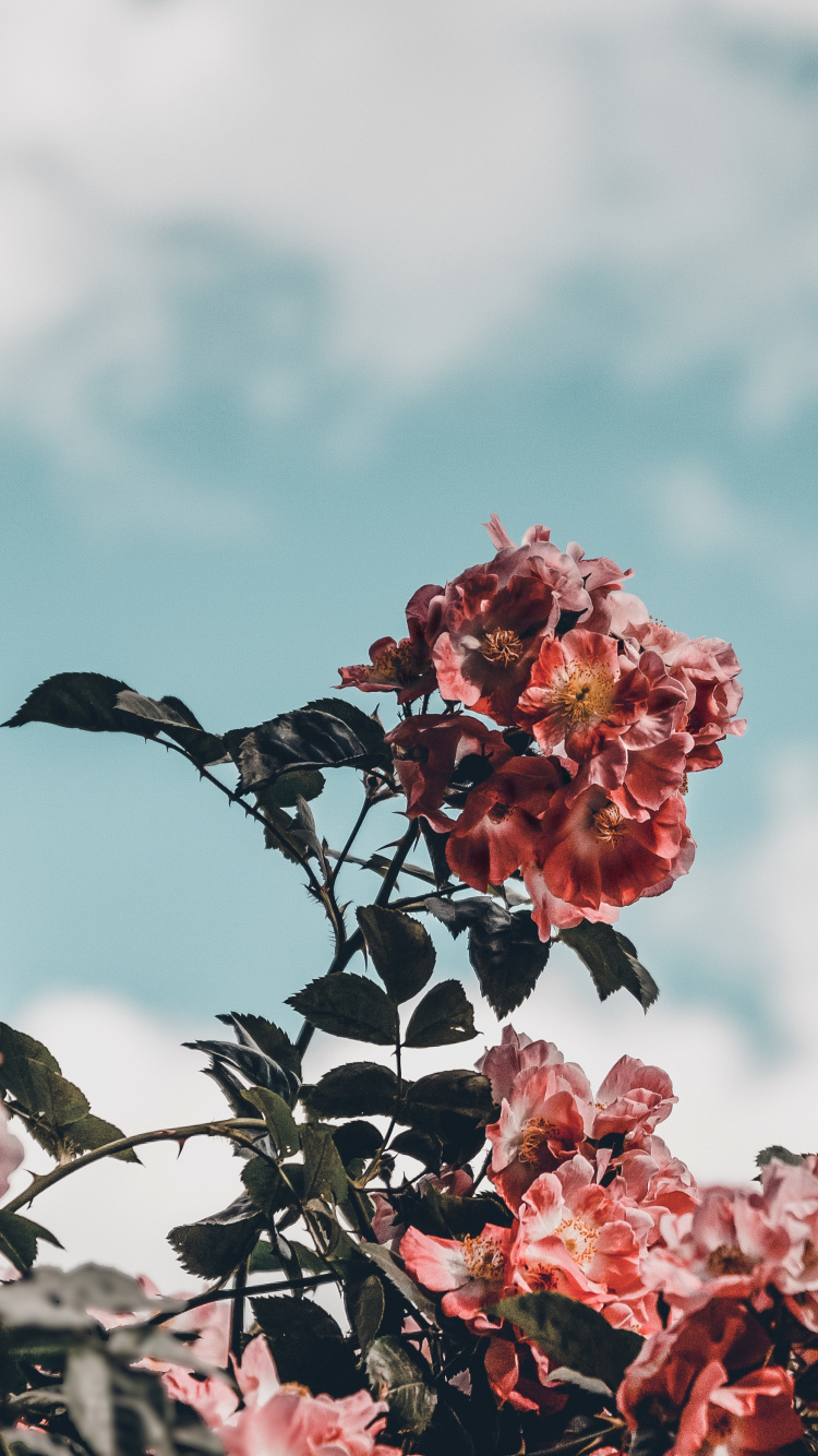 粉红色, 弹簧, 开花, 工厂, 粉红色的花朵 壁纸 750x1334 允许