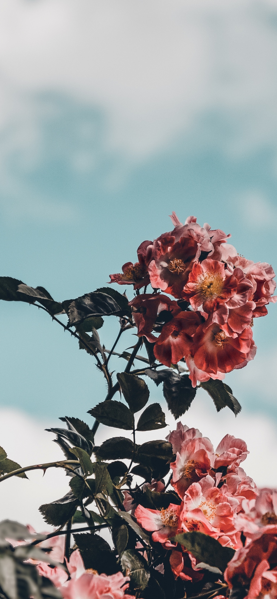 Black Bird on Red Flower During Daytime. Wallpaper in 1125x2436 Resolution