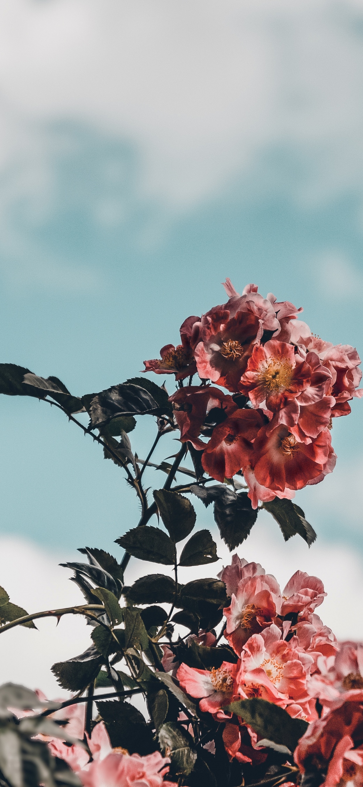 Black Bird on Red Flower During Daytime. Wallpaper in 1242x2688 Resolution