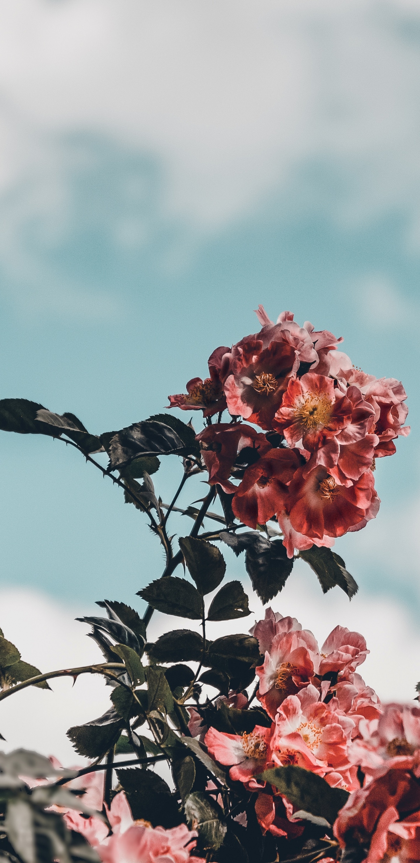 Black Bird on Red Flower During Daytime. Wallpaper in 1440x2960 Resolution