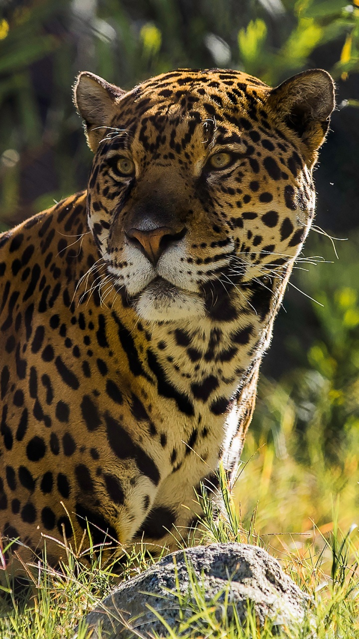 Brown and Black Leopard Lying on Brown Wood Log. Wallpaper in 720x1280 Resolution