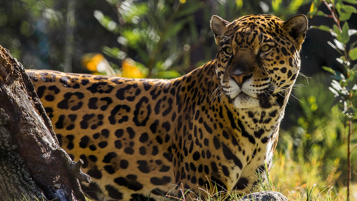 Leopardo Marrón y Negro Acostado Sobre Tronco de Madera Marrón. Wallpaper in 1366x768 Resolution