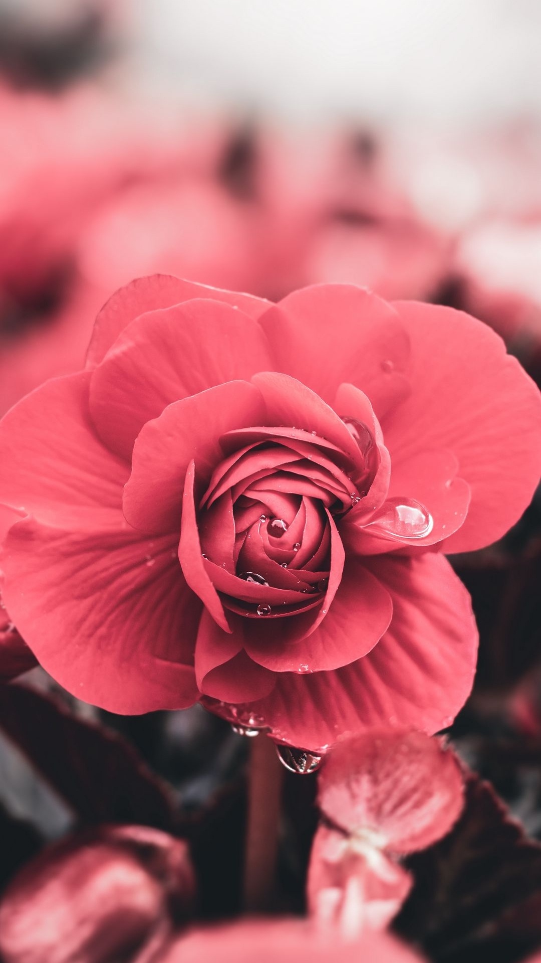 a Tear and a Smile, Flower, Plant, Petal, Hybrid Tea Rose. Wallpaper in 1080x1920 Resolution