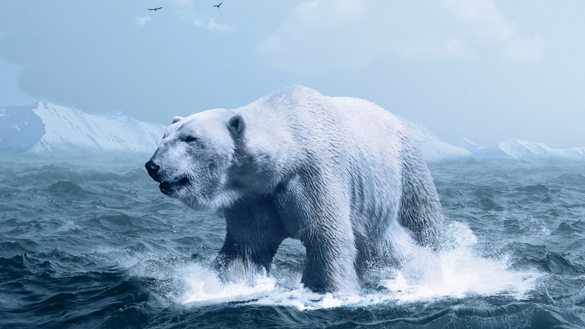 Polar Bear on The Water. Wallpaper in 1920x1080 Resolution