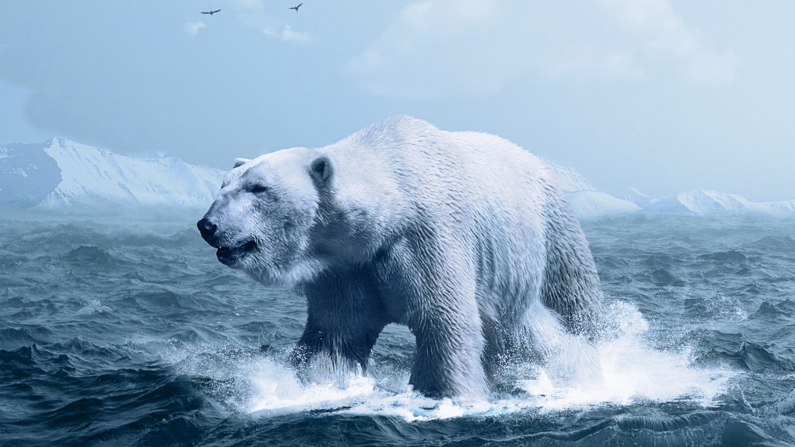 Polar Bear on The Water. Wallpaper in 2560x1440 Resolution