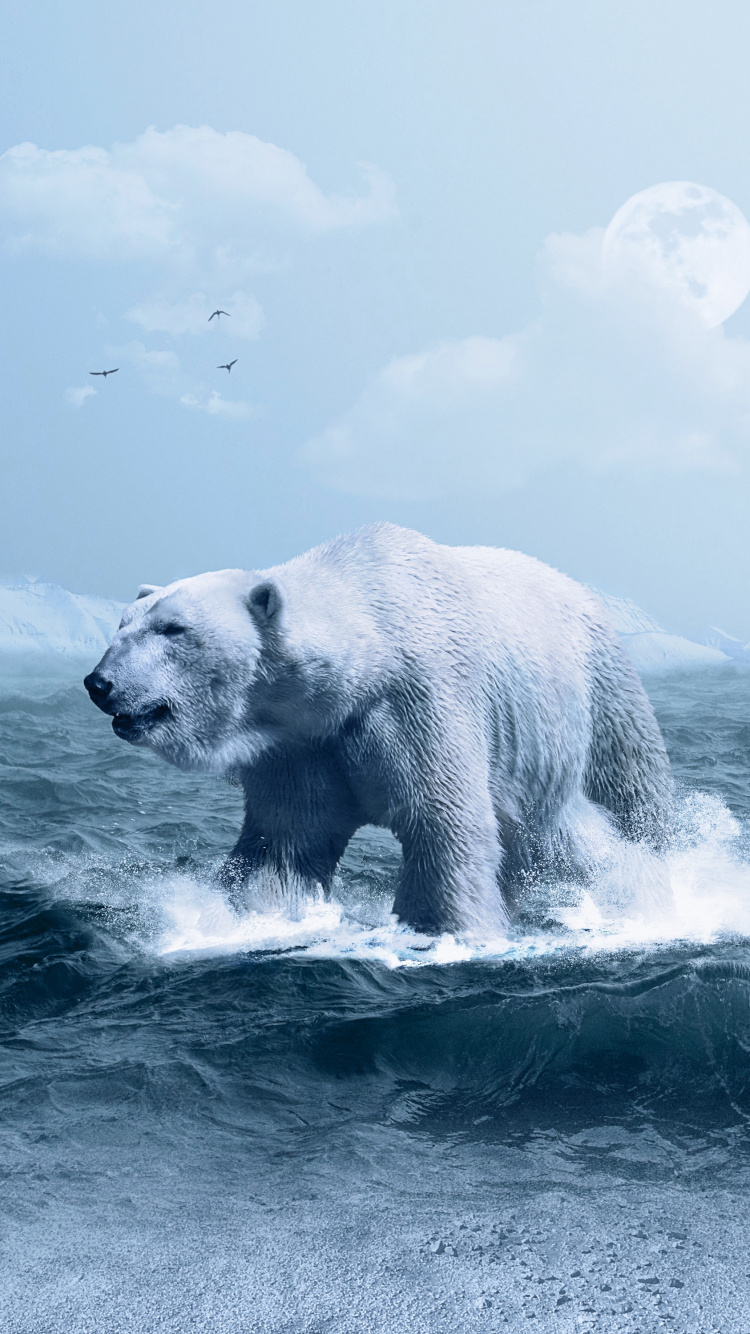 Polar Bear on The Water. Wallpaper in 750x1334 Resolution