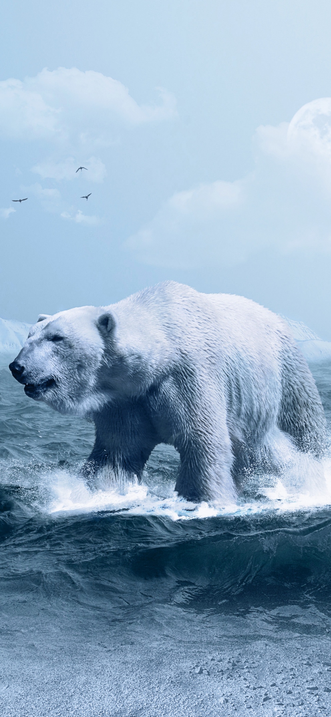 北极熊, 熊, 北极, 极地冰盖, 野生动物 壁纸 1125x2436 允许