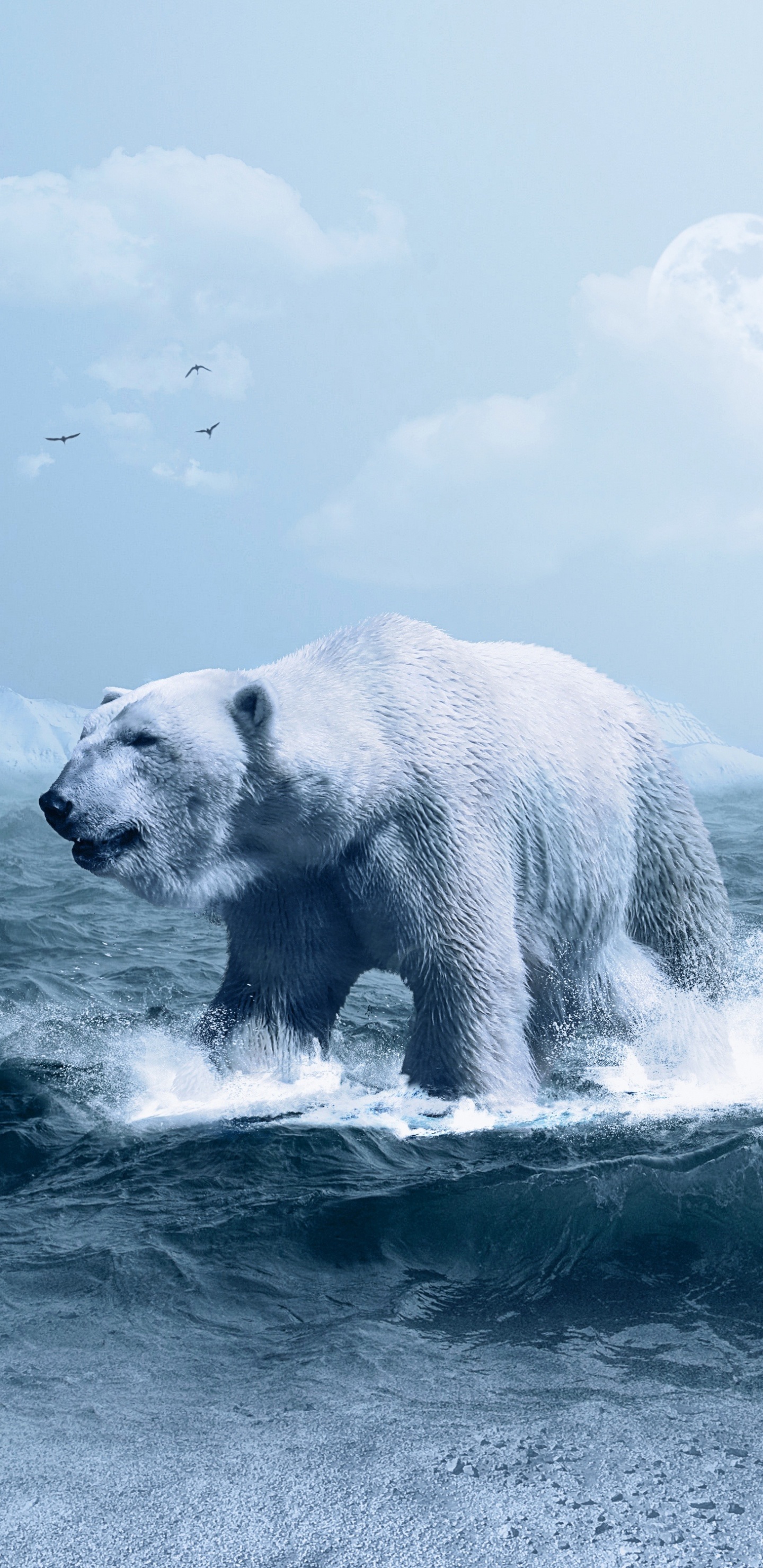 北极熊, 熊, 北极, 极地冰盖, 野生动物 壁纸 1440x2960 允许