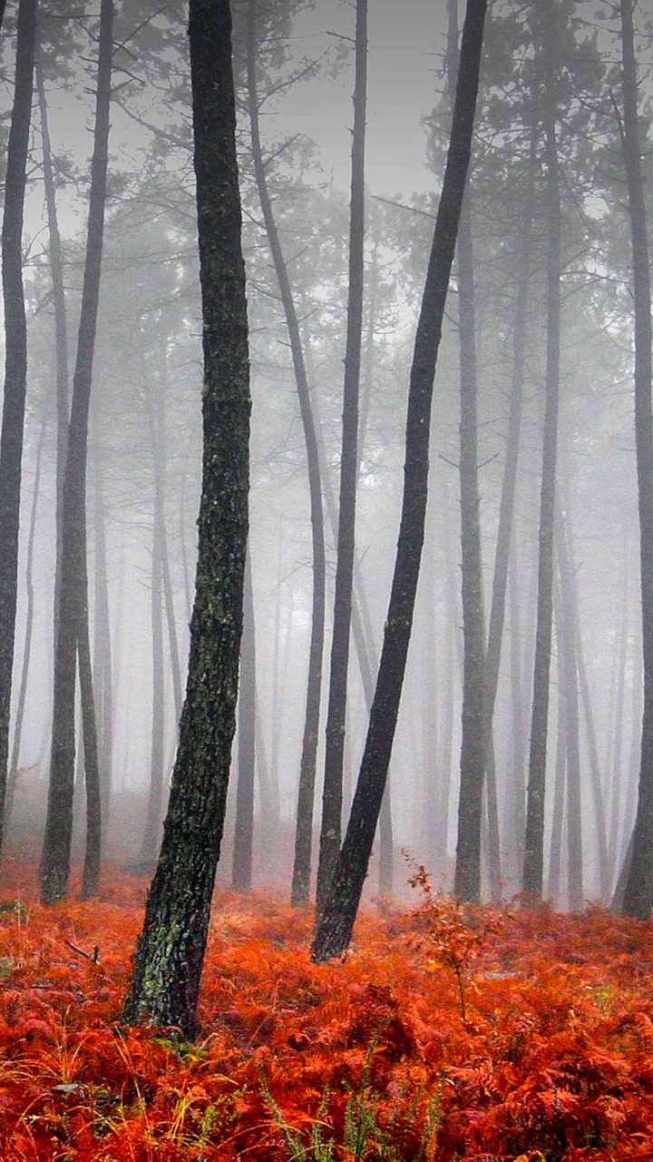 Hojas Rojas y Amarillas en el Bosque. Wallpaper in 720x1280 Resolution