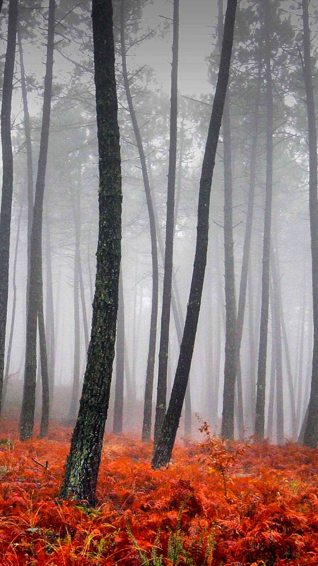 Red and Yellow Leaves on Forest. Wallpaper in 1080x1920 Resolution