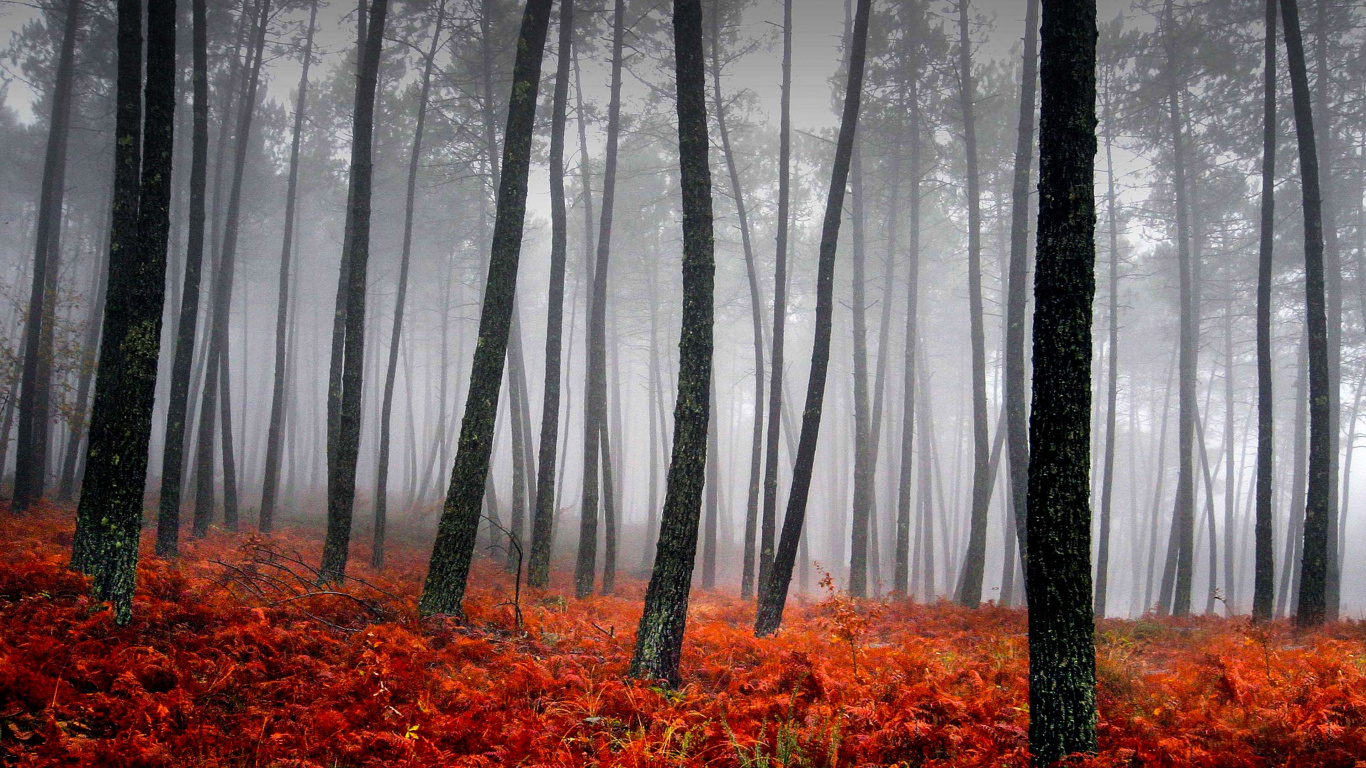 Red and Yellow Leaves on Forest. Wallpaper in 1366x768 Resolution