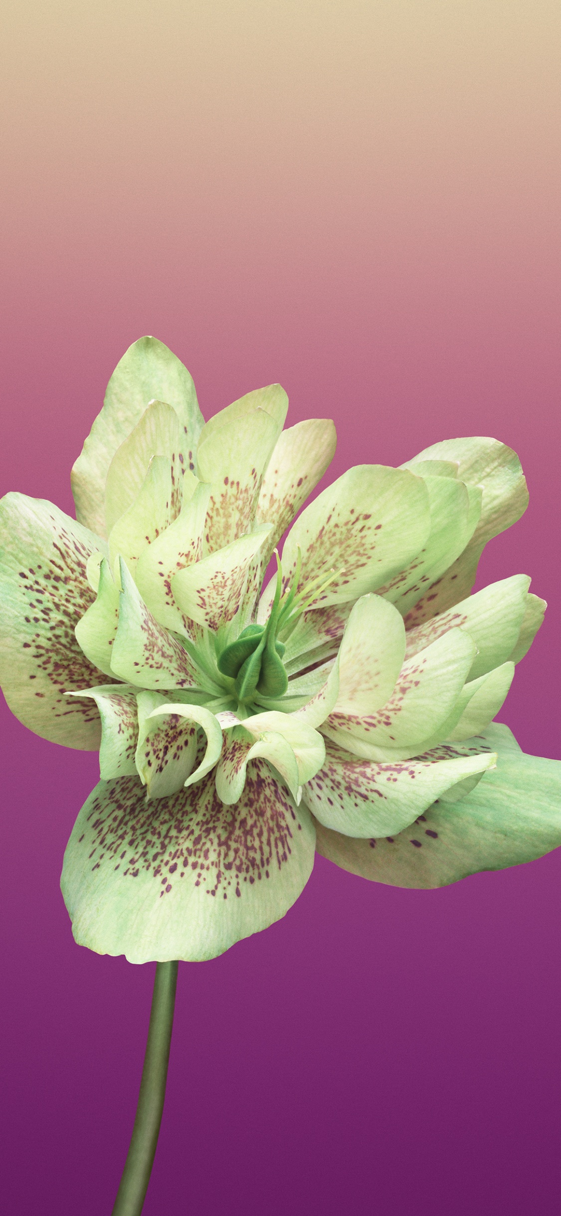 Lila Blume in Makroaufnahme. Wallpaper in 1125x2436 Resolution