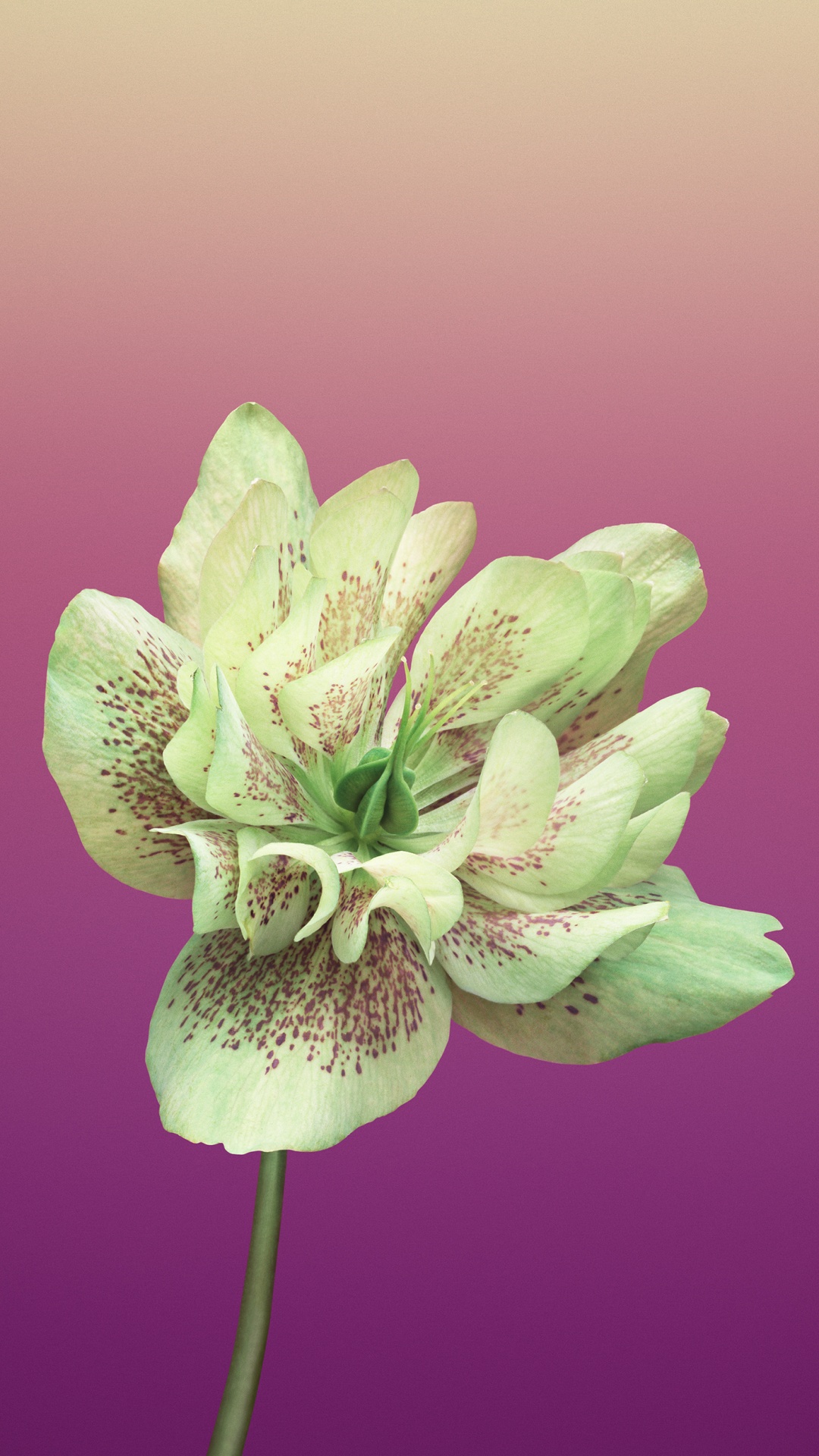 Fleur Violette en Macro Shot. Wallpaper in 1080x1920 Resolution