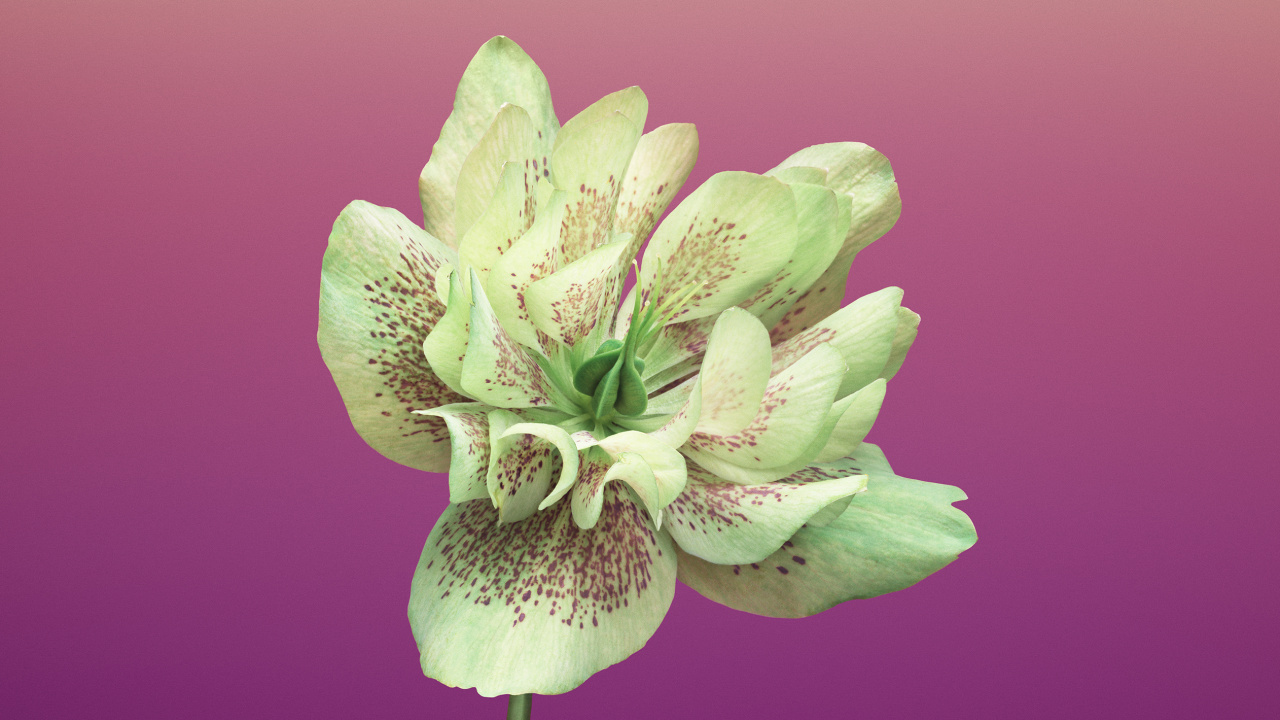 Fleur Violette en Macro Shot. Wallpaper in 1280x720 Resolution