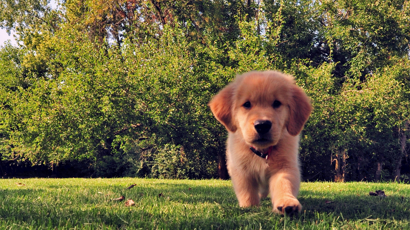 Chiot Golden Retriever Sur Terrain D'herbe Verte Pendant la Journée. Wallpaper in 1366x768 Resolution