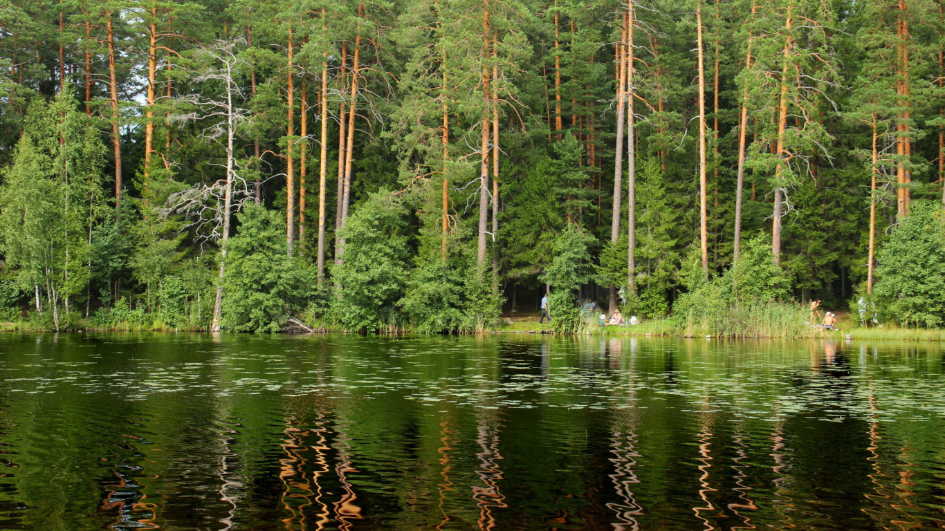 Green Trees Beside River During Daytime. Wallpaper in 1366x768 Resolution