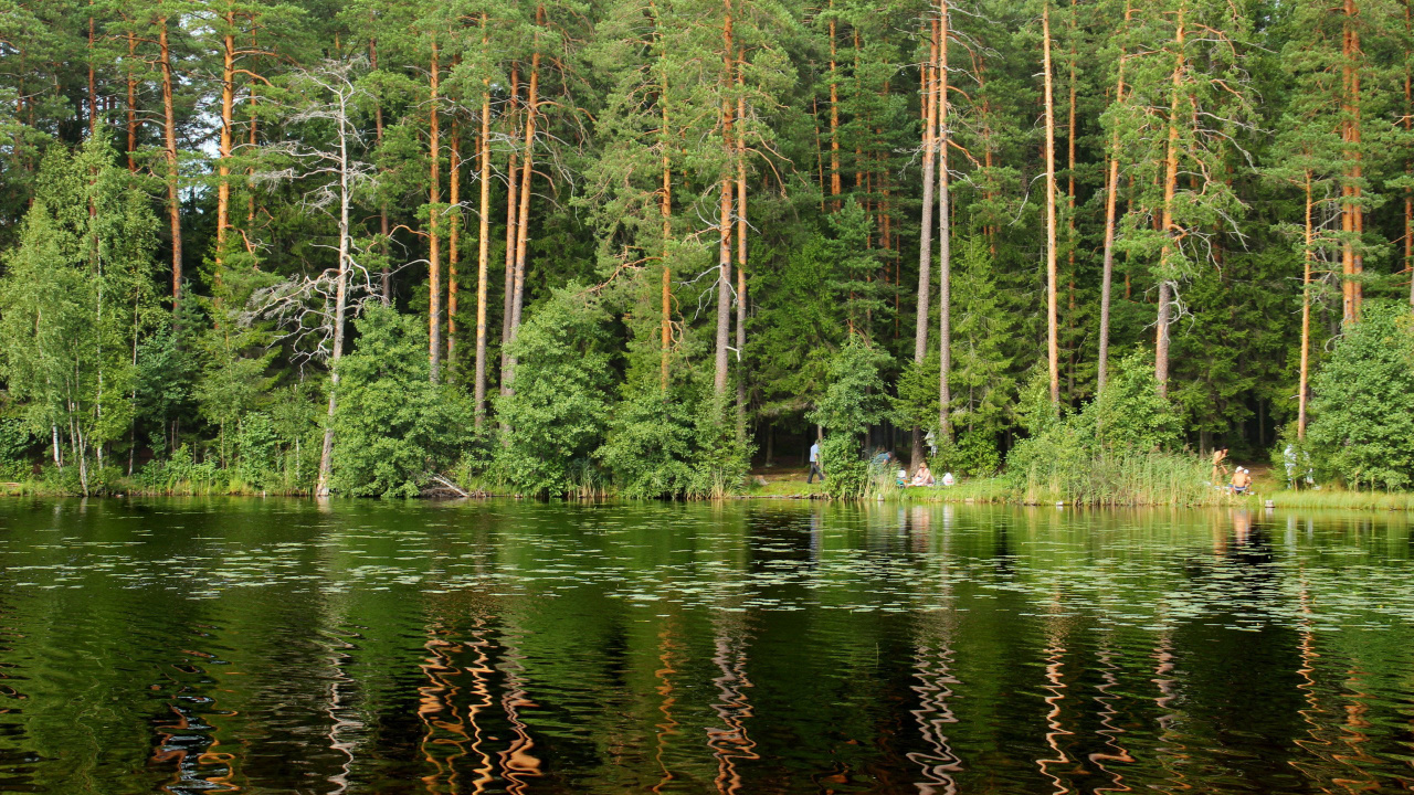 Tagsüber Grüne Bäume am Fluss. Wallpaper in 1280x720 Resolution