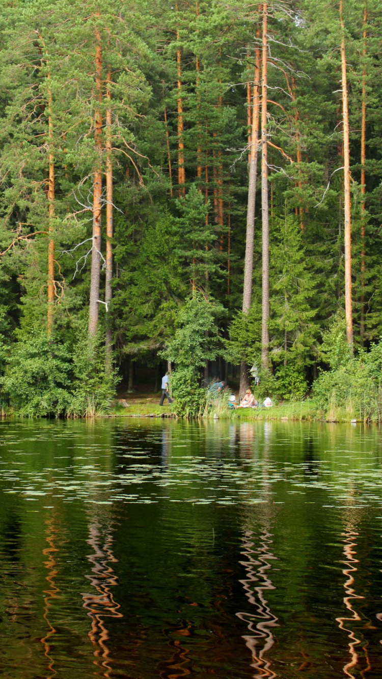 Tagsüber Grüne Bäume am Fluss. Wallpaper in 750x1334 Resolution