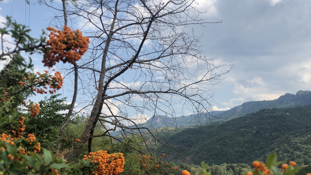 Vegetation, Shrubland, Leaf, Science, Plants. Wallpaper in 1280x720 Resolution