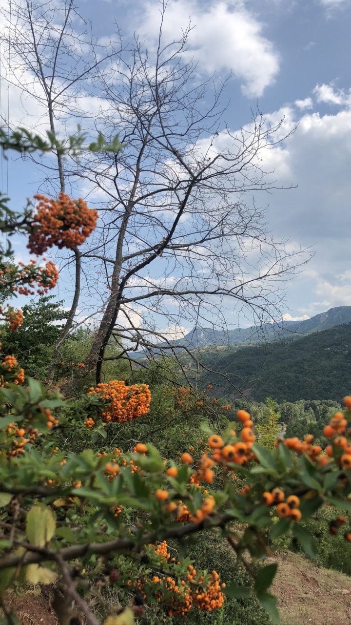 Vegetation, Shrubland, Leaf, Science, Plants. Wallpaper in 720x1280 Resolution