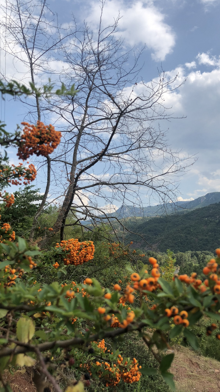Vegetation, Shrubland, Leaf, Science, Plants. Wallpaper in 750x1334 Resolution