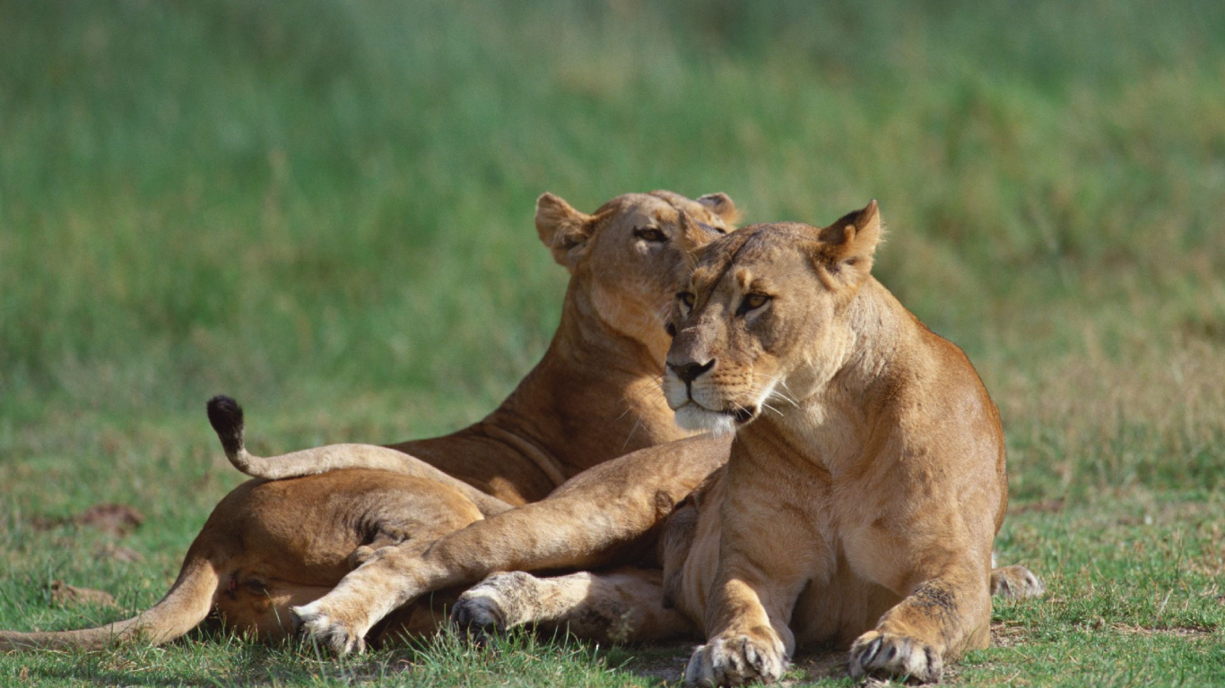 Brown Lioness on Green Grass Field During Daytime. Wallpaper in 1366x768 Resolution