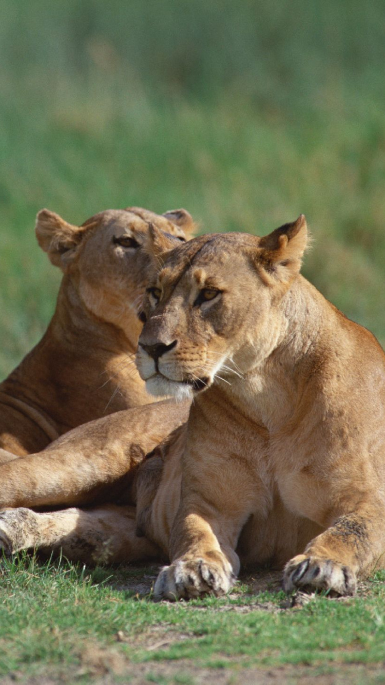 Brown Lioness on Green Grass Field During Daytime. Wallpaper in 750x1334 Resolution