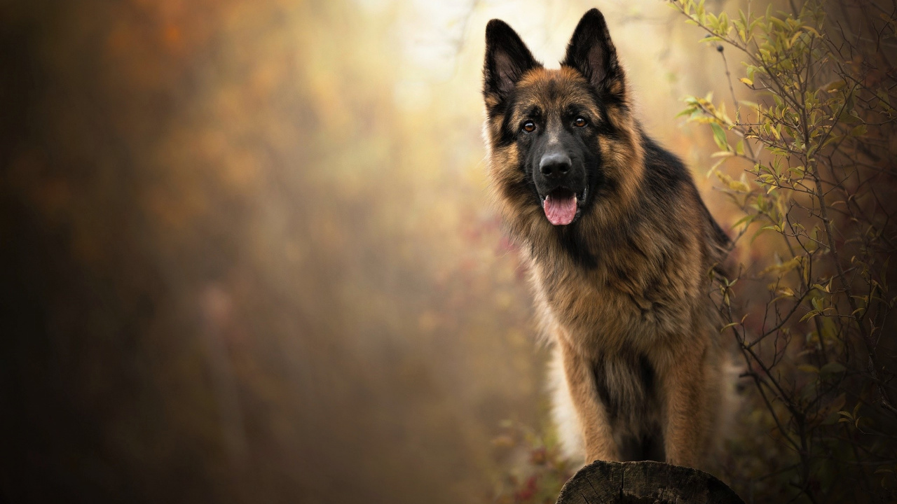 Hund, Dogge, Schäferhund, Australian Shepherd, Belgische Malinois. Wallpaper in 1280x720 Resolution