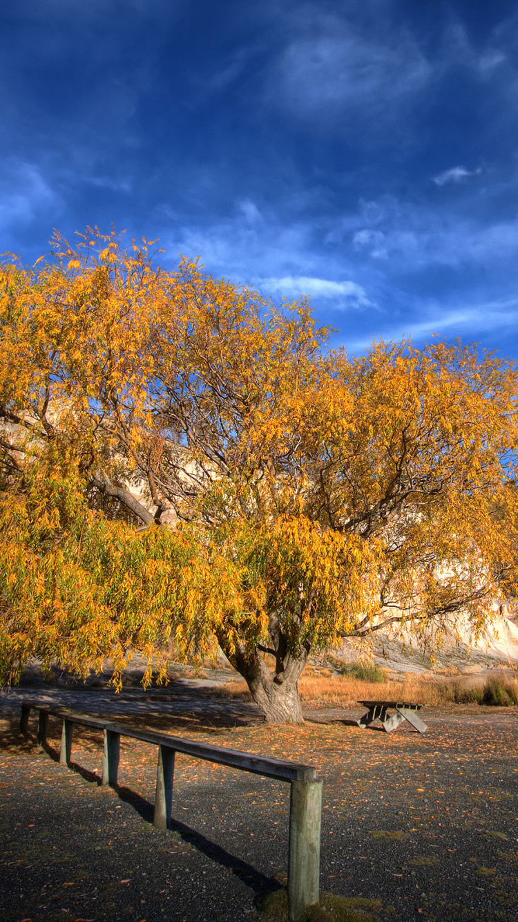 Brown Trees Beside River Under Blue Sky During Daytime. Wallpaper in 750x1334 Resolution