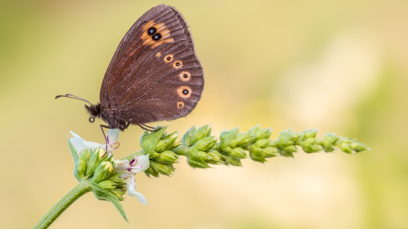 Brown Butterfly Perched on Green Plant. Wallpaper in 1366x768 Resolution