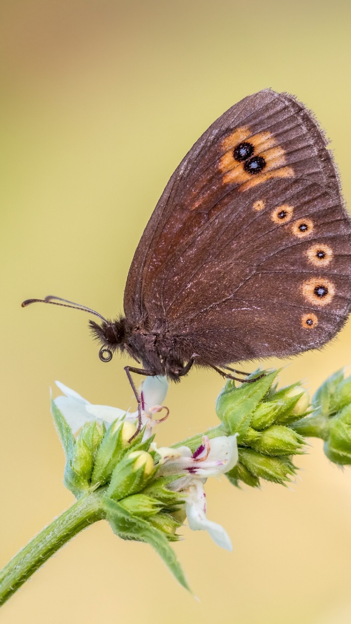 Brauner Schmetterling Thront Auf Grüner Pflanze. Wallpaper in 720x1280 Resolution