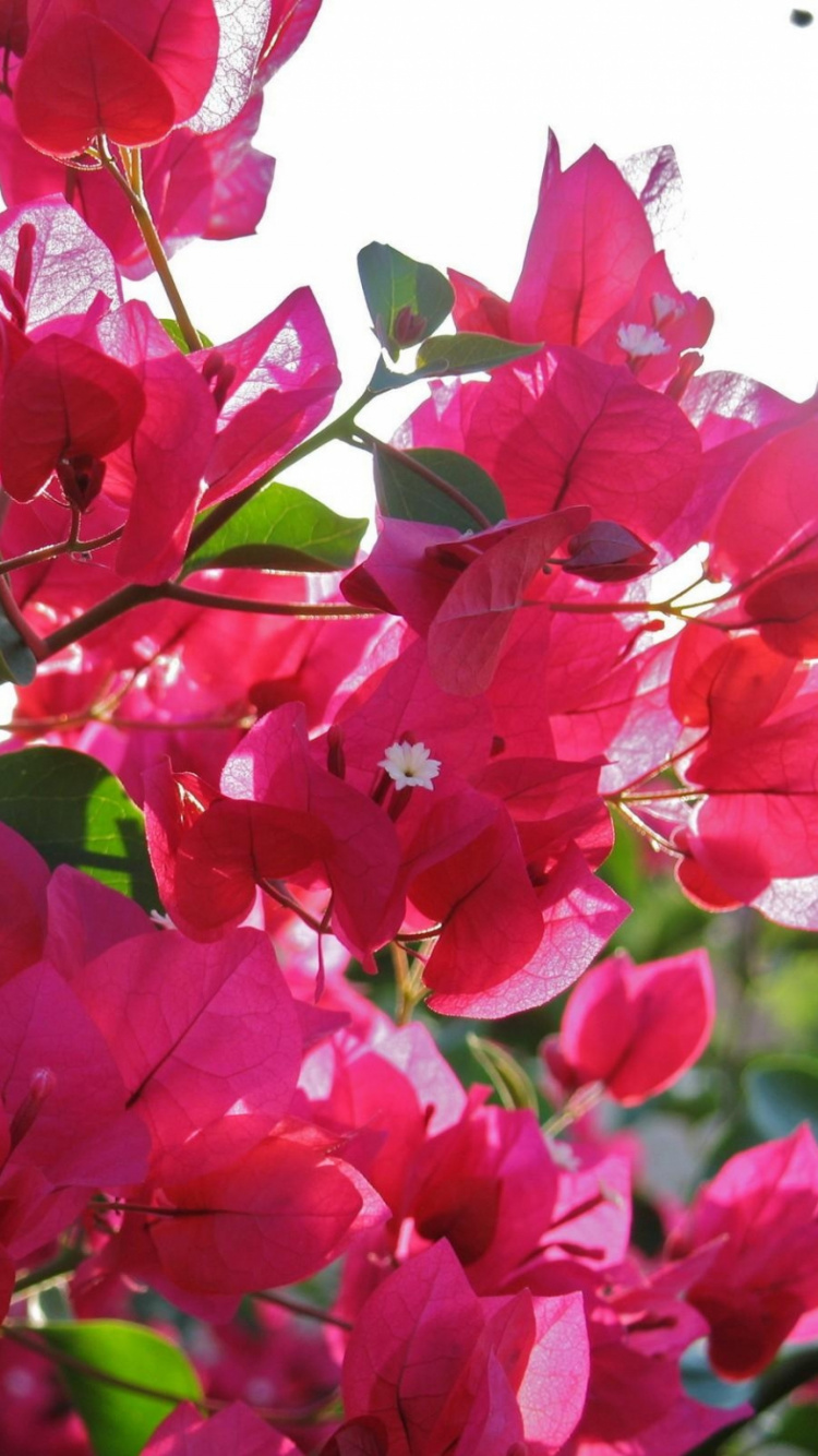 Flores Rosadas Con Hojas Verdes. Wallpaper in 750x1334 Resolution