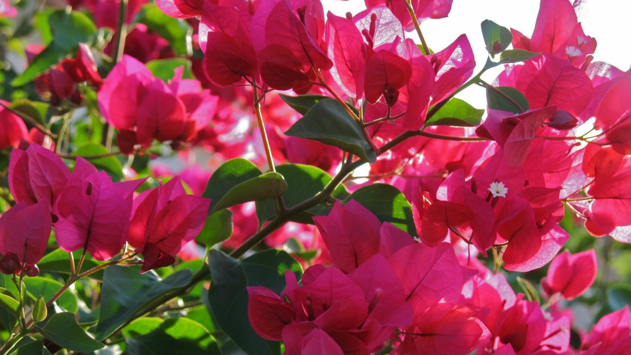 Fleurs Roses Avec Des Feuilles Vertes. Wallpaper in 1280x720 Resolution