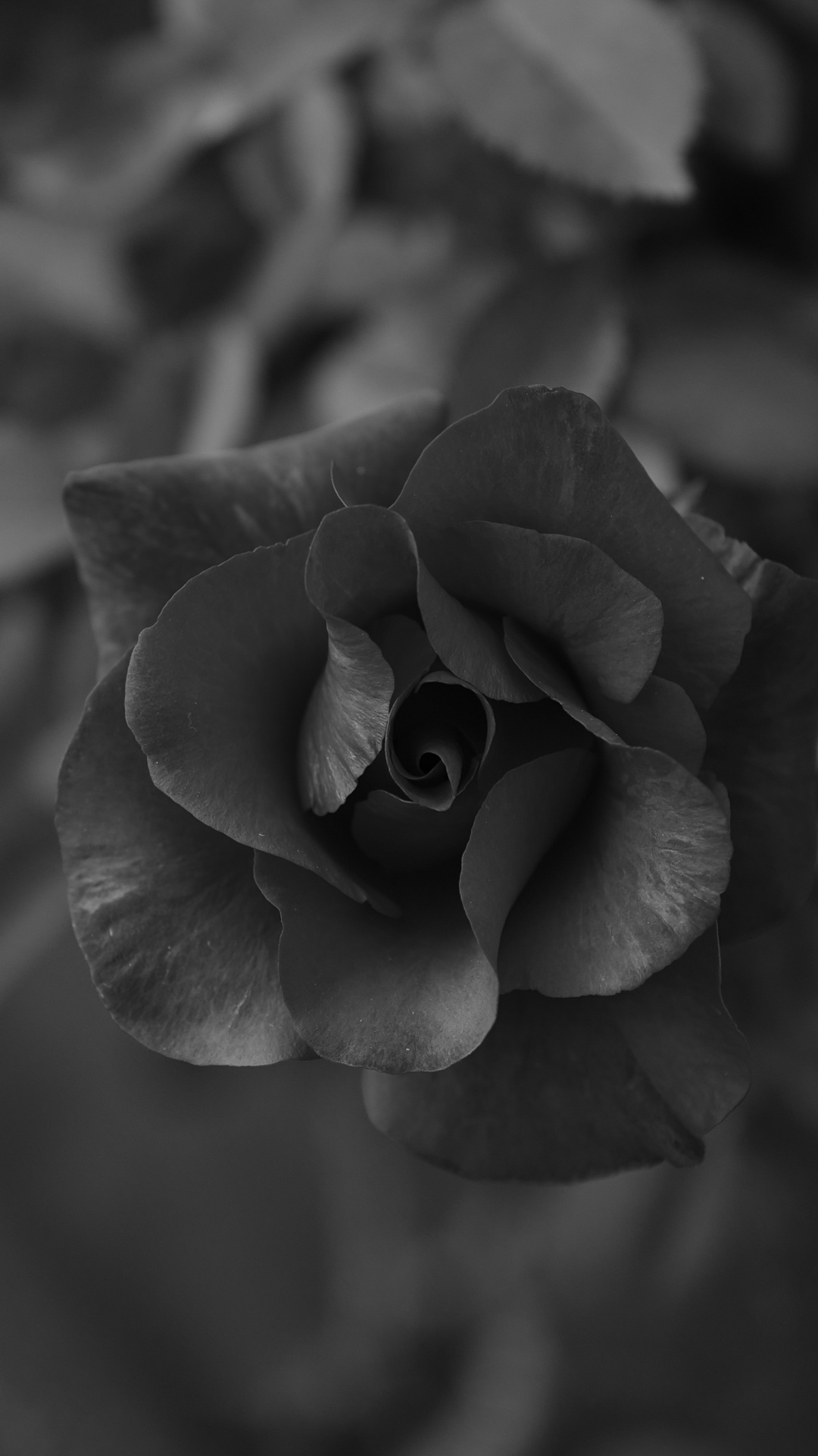 Kostenlose Hintergrundbilder Graustufenfoto Von Rosenblüten Android ...