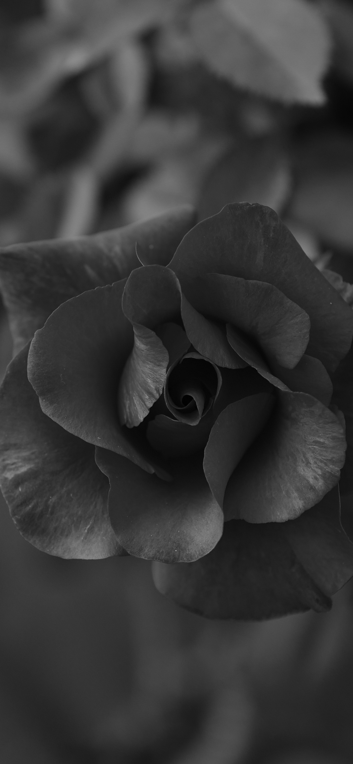 Graustufenfoto Von Rosenblüten. Wallpaper in 1125x2436 Resolution