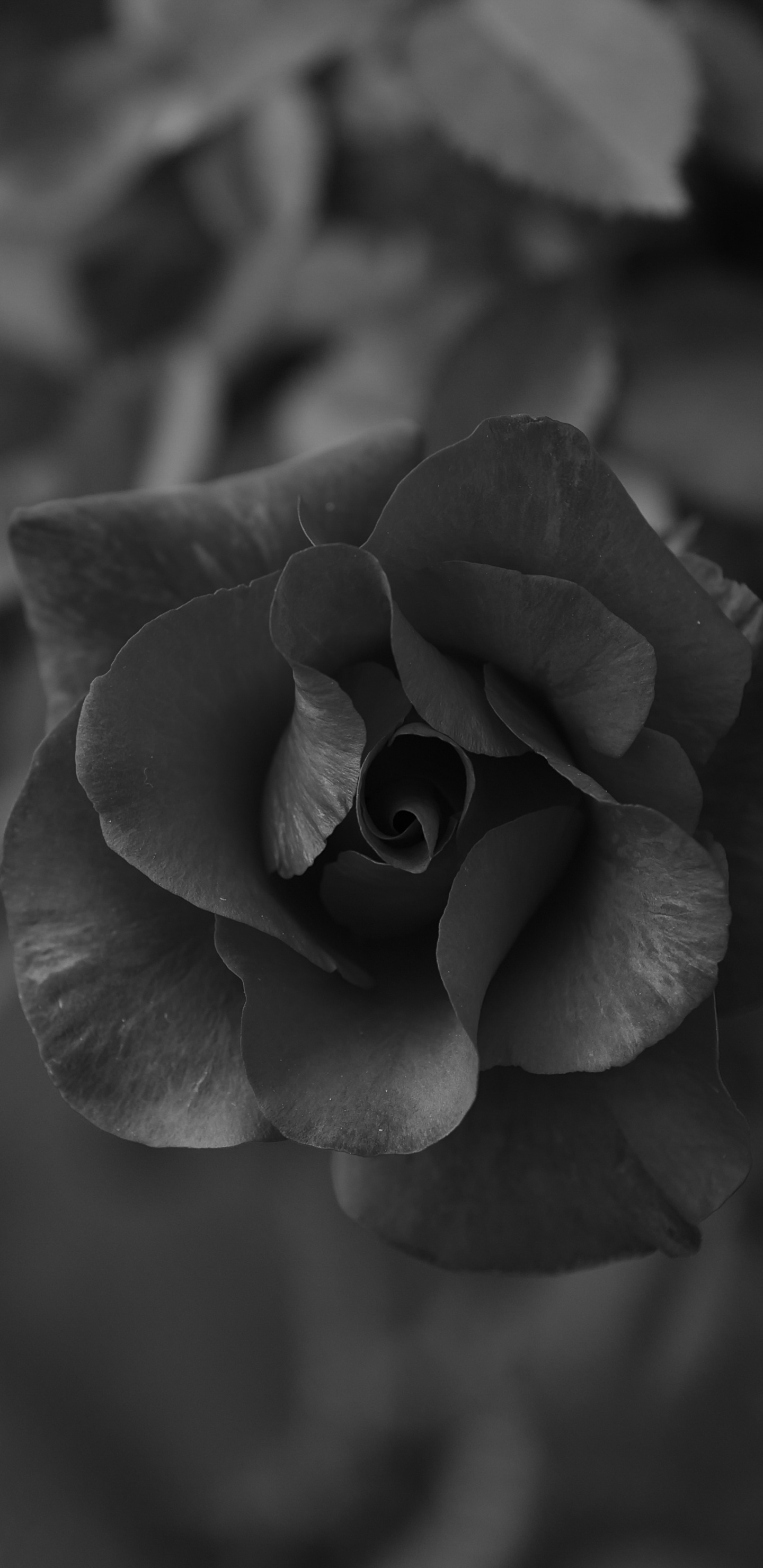 Graustufenfoto Von Rosenblüten. Wallpaper in 1440x2960 Resolution