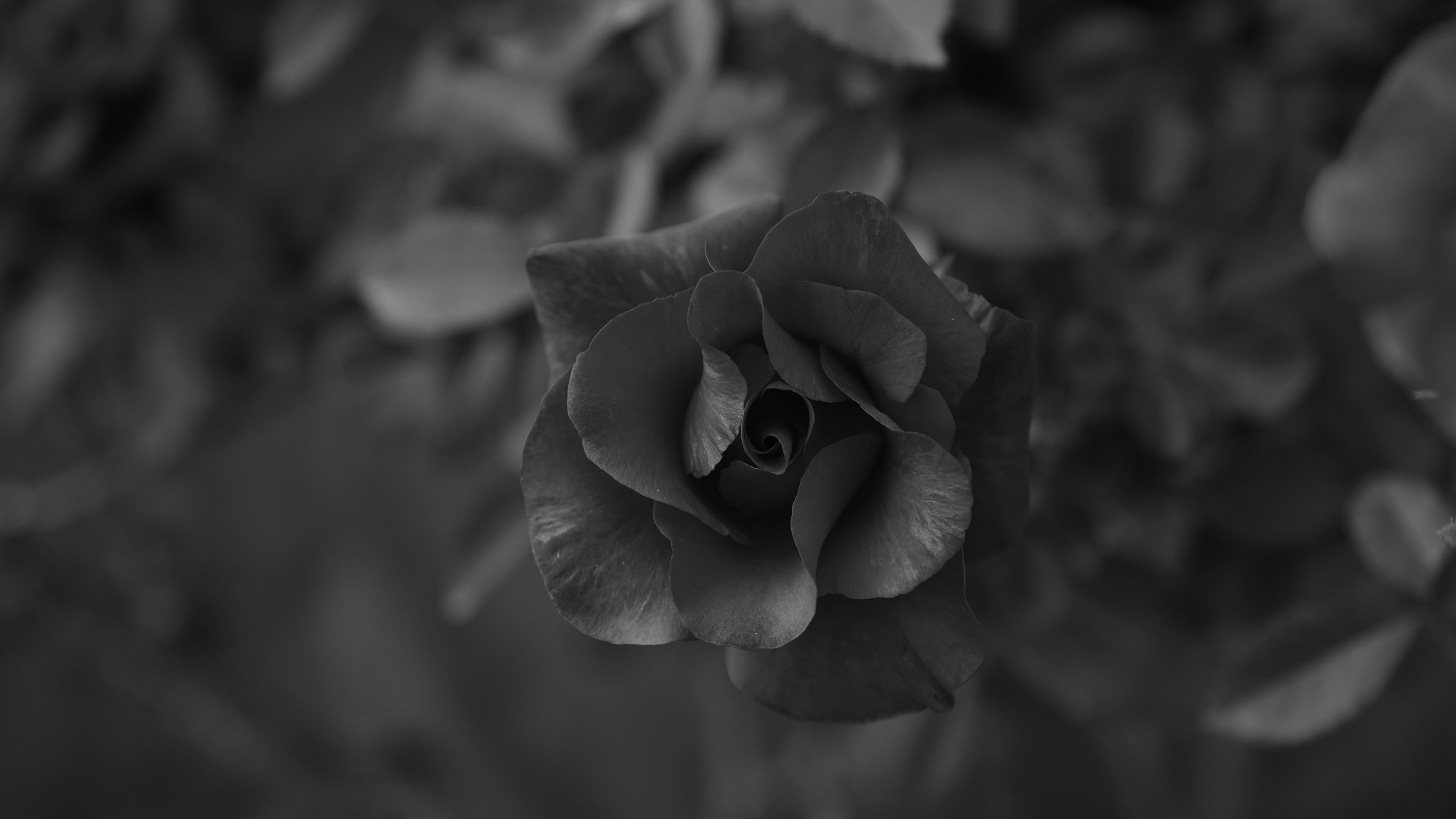 Graustufenfoto Von Rosenblüten. Wallpaper in 3840x2160 Resolution