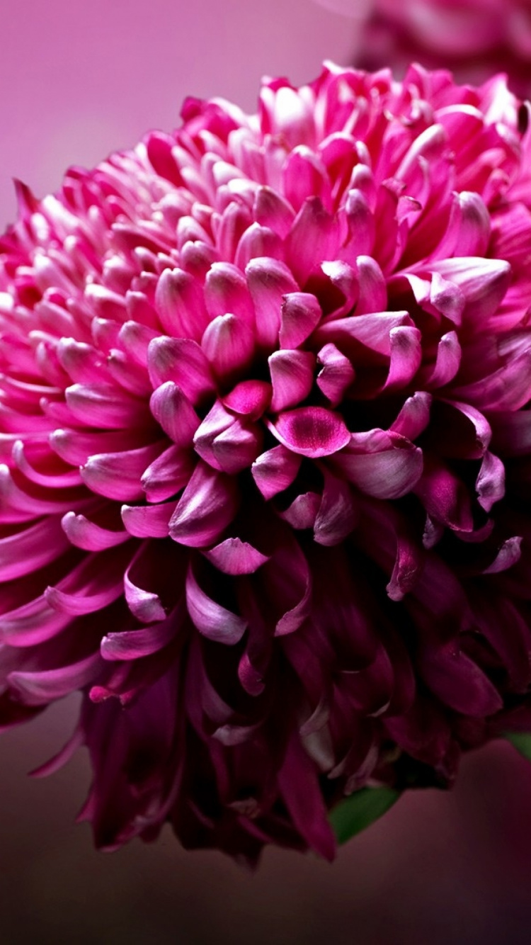 Purple Flower in Tilt Shift Lens. Wallpaper in 750x1334 Resolution